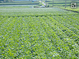 Field of sweet potatoes that also taste sweet and delicious when eaten.