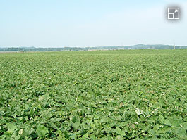 Shochu-making begins with sweet potato cultivation